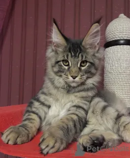 Дополнительные фото: Мейн-КунKätzchen