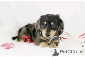 Фото №1. такса - купить в Берлине за 51022₽. Объявление №165378