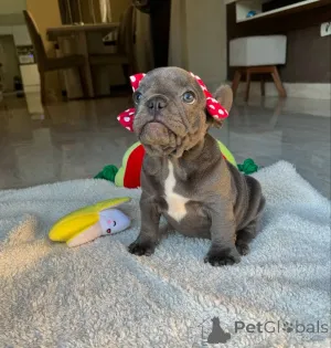 Дополнительные фото: Доступны здоровые голубые щенки французского бульдога