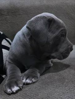 Фото №1. кане-корсо - купить в 's-Hertogenbosch за 64937₽. Объявление №158579