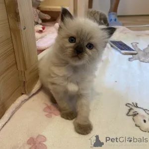 Дополнительные фото: Ragdoll Kitten