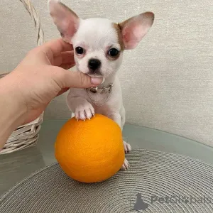 Дополнительные фото: Щенки чихуахуа 8 недель