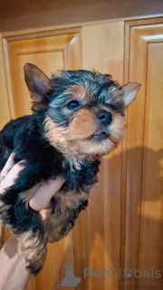 Дополнительные фото: Чистокровные щенки Йоркширского Терьера