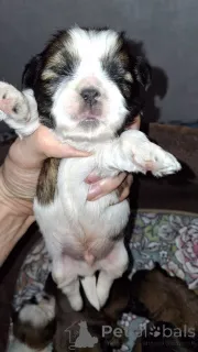 Дополнительные фото: Чистокровные щенки Ши-Тцу