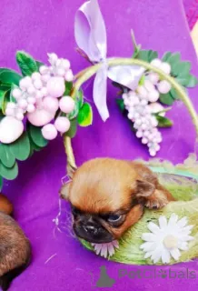 Фото №4. Продажа пти-брабансона в Москве реке частное объявление - цена 40000₽