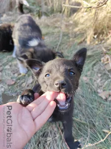 Дополнительные фото: Нужен дом щенкам!