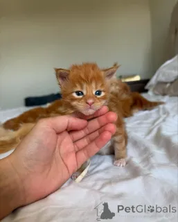 Фото №2 к объявлению №150585 о продаже мейн-кун - купить в Германии из приюта, заводчик