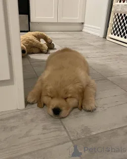 Фото №1. золотистый ретривер - купить в LeeUwarden за договорная. Объявление №165209