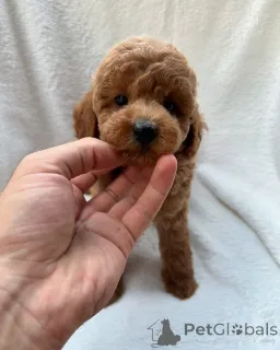 Фото №3. Щенки пуделя для усыновления и переосмысления.  Австралия