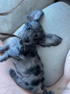 Фото №3. Найдите свой идеальный щенк такшного щенка, лояльный и милый!.  Германия