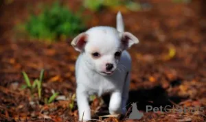 Фото №1. чихуахуа - купить в София за договорная. Объявление №166838