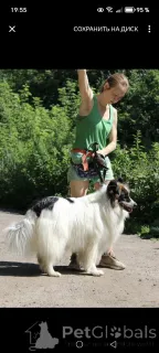 Дополнительные фото: Папильон big size, Тейлор ждёт семью