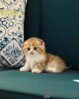 Фото №3. Котята манчкин те куп. Бельгия