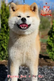 Фото №3. Female Akita Inu.  Украина