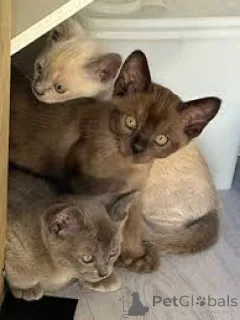 Фото №1. бурма - купить в Париже за 46384₽. Объявление №165506