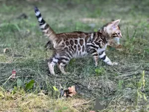 Дополнительные фото: Мальчики Бенгальские котята