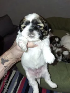 Дополнительные фото: Чистокровные щенки Ши-ТЦу