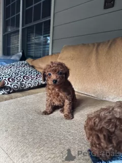 Фото №3. Toy poodle. Premium puppies..  США