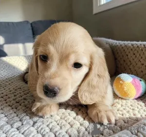 Фото №1.  - купить в Албама за 31454₽. Объявление №166518