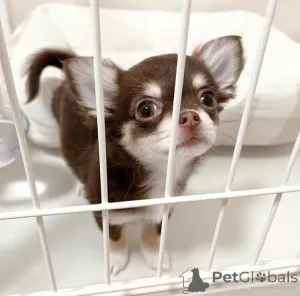 Фото №1. чихуахуа - купить в Хельсинки за договорная. Объявление №165004