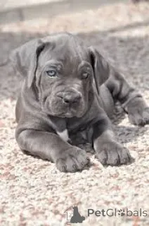 Фото №2 к объявлению №167740 о продаже кане-корсо - купить в Бельгии частное объявление, заводчик