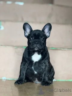 Дополнительные фото: Французский бульдог красивые щенки