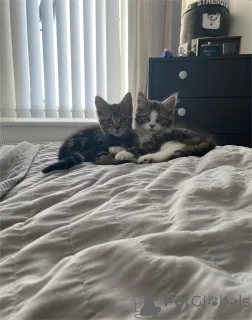 Фото №1. американский бобтейл длинношёрстный - купить в Аарберген за 32468₽. Объявление №151620