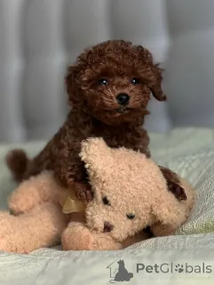 Фото №1. пудель (той) - купить в Хельсинки за 46384₽. Объявление №164040