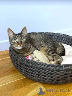 Дополнительные фото: Ищет дом кот, который умеет любить