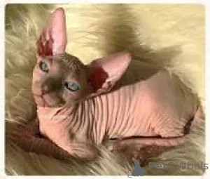 Фото №3. Котята Schattige Sphynx Zoeken een nieuw thuis.. Бельгия
