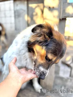 Дополнительные фото: Ищем дом для Санты, собаки светлой души