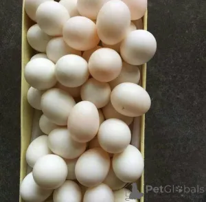 Фото №1. английский спрингер-спаниель, англ. стафф.терьер, английский той-терьер, бразильский фила, немецкий пинчер - купить в Флорида Сити за договорная. Объявление №145248