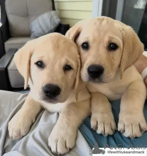 Фото №1. лабрадор-ретривер - купить в Женеве за договорная. Объявление №158380