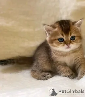 Дополнительные фото: Munchkin Kittens для продажи