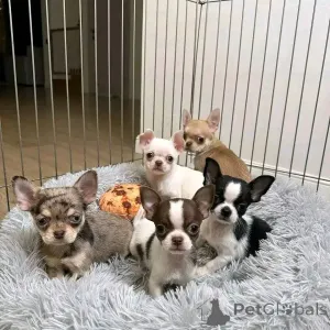 Фото №1. чихуахуа - купить в Хельсинки за 41745₽. Объявление №161019