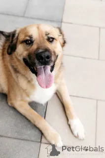 Дополнительные фото: Дынька ждёт своего человека.