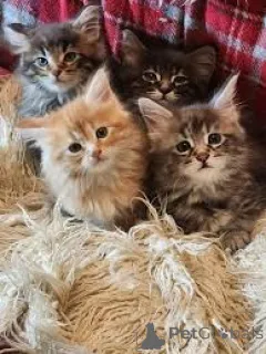 Фото №1. норвежская лесная - купить в Брюсселе за 64937₽. Объявление №164247