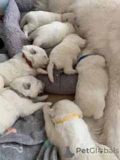 Фото №4. Продажа самоедскую собаку в VOLENDAM частное объявление - цена договорная