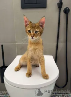 Дополнительные фото: Котята Чаузи