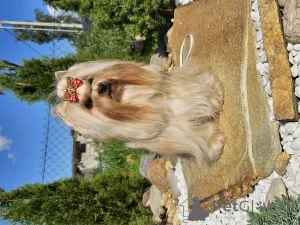 Фото №2 к объявлению №147252 о продаже йоркширского терьера - купить в Беларуси заводчик