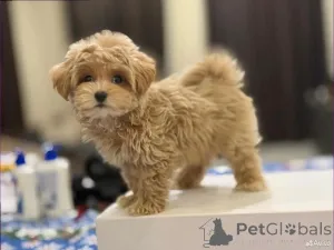 Фото №4. Продажа мальтипу в Берлине заводчик - цена 69575₽