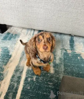 Фото №1. такса - купить в Хельсинки за 46384₽. Объявление №164022