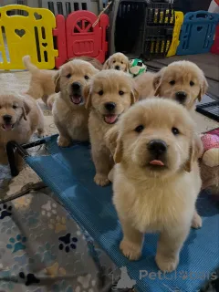 Фото №2 к объявлению №163719 о продаже золотистого ретривера - купить в Польше заводчик