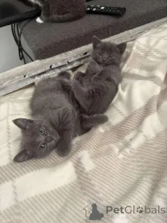 Фото №1. русская голубая - купить в Kyivets ' за Бесплатно. Объявление №154076