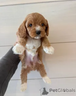 Фото №3. Познакомьтесь с Оливером, маленьким джентльменом с большим сердцем! Всегда готов.  Германия