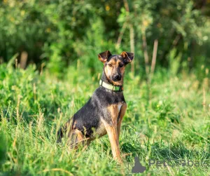 Фото №1. беспородная - купить в Москве реке за Бесплатно. Объявление №166637