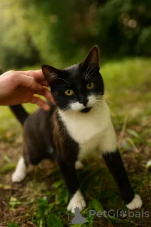 Фото №1.  - купить в Москве реке за Бесплатно. Объявление №147520