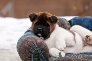 Дополнительные фото: Puppy American Akita