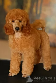 Дополнительные фото: 2 мальчика от среднего пуделя (05 апреля 2023г.) - Two male MEDIUM poodle