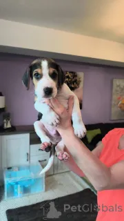 Фото №3. Щеночки русской Гончей. Нам полтора месяца..  Германия